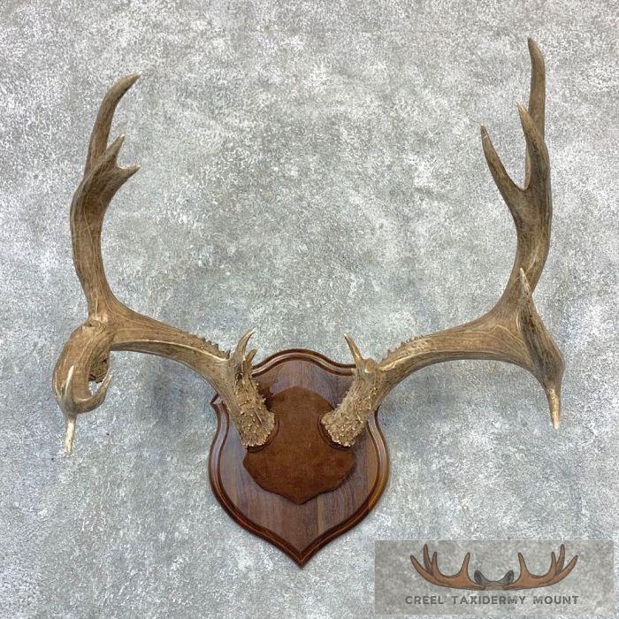 Mule Deer Antler Plaque Taxidermy Mount For Sale