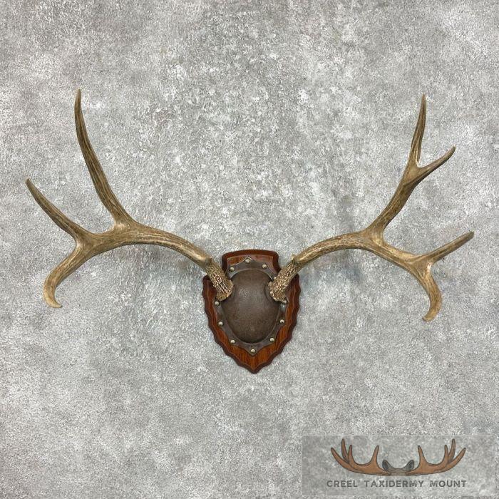 Mule Deer Antler Plaque Taxidermy Mount For Sale