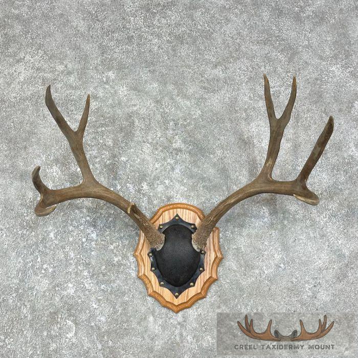 Mule Deer Antler Plaque Taxidermy Mount For Sale
