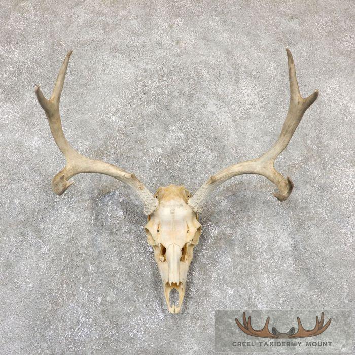 Mule Deer Skull & Antler European Mount