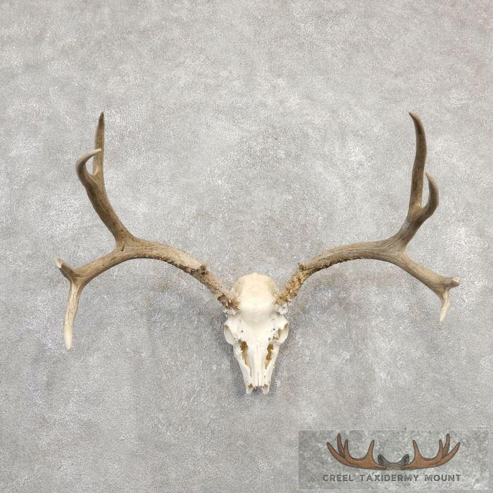 Mule Deer Skull & Antler European Mount For Sale