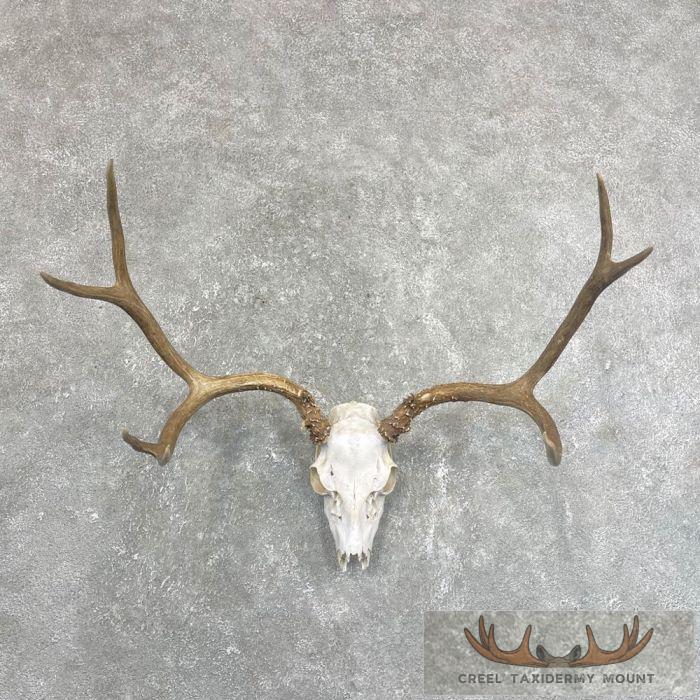 Mule Deer Skull & Antler European Mount For Sale