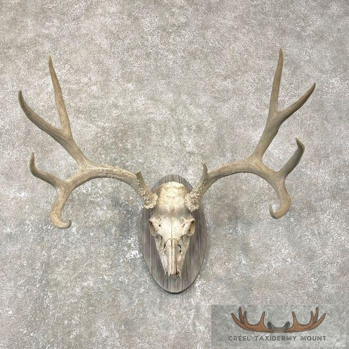 Mule Deer Skull & Antler European Mount For Sale