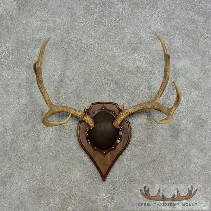 Mule Deer Antler Plaque Taxidermy Mount For Sale