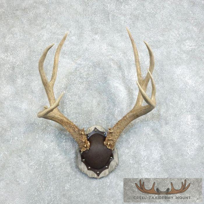 Mule Deer Antler Plaque Taxidermy Mount For Sale