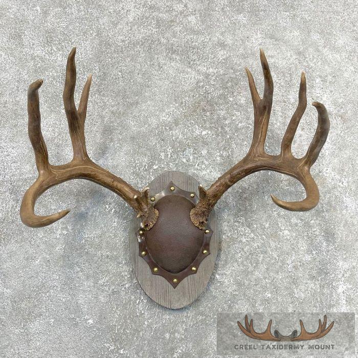 Mule Deer Antler Plaque Taxidermy Mount For Sale