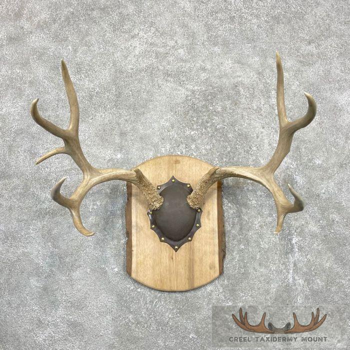 Mule Deer Antler Plaque Taxidermy Mount For Sale