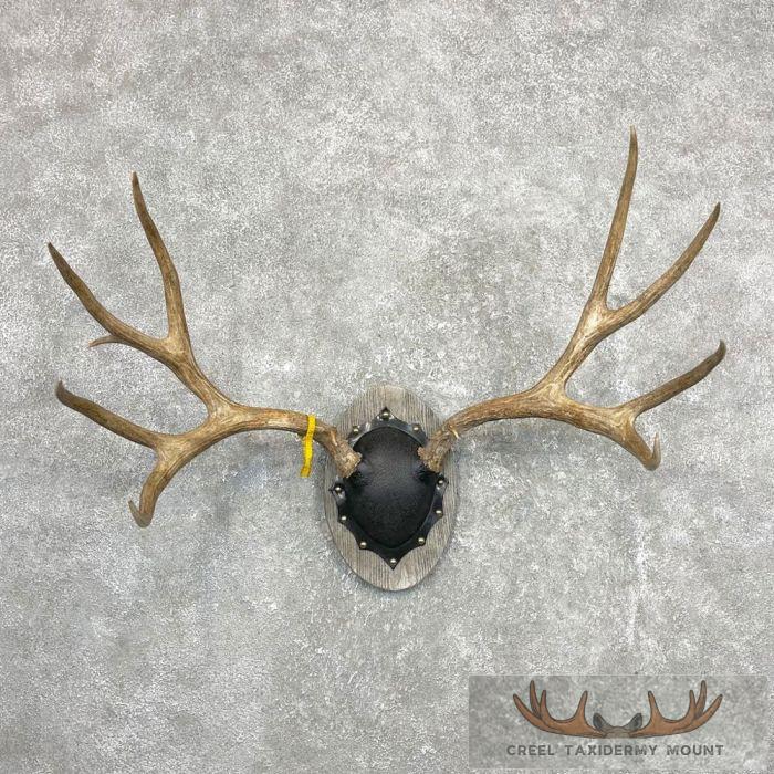 Wyoming Mule Deer Antler Plaque Taxidermy Mount For Sale