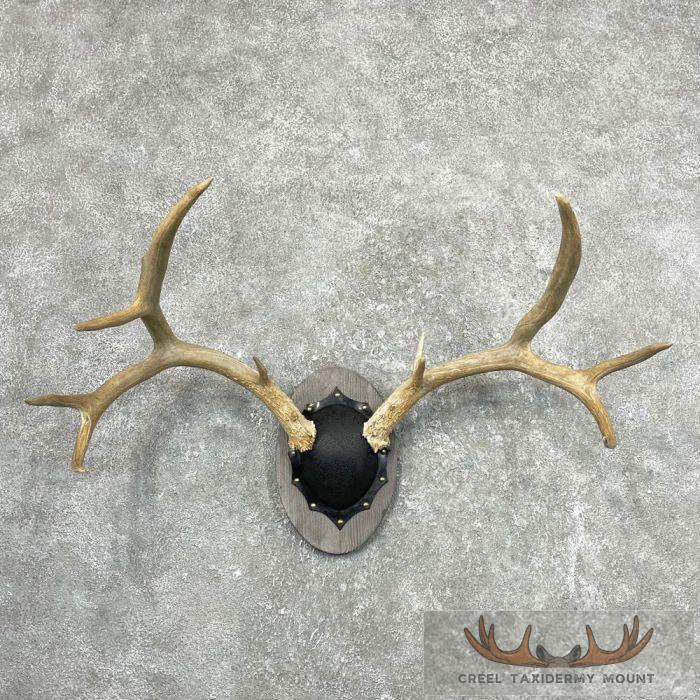 Mule Deer Antler Plaque Taxidermy Mount For Sale