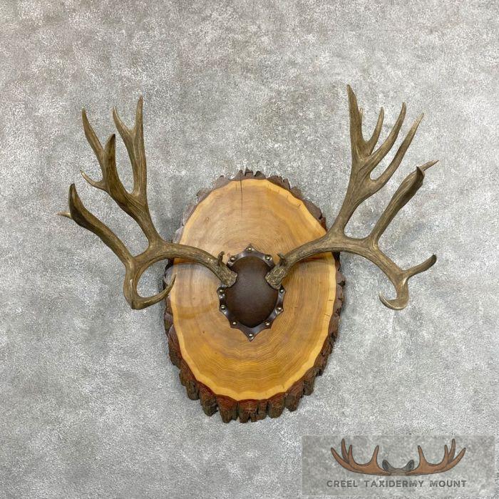 Reproduction Mule Deer Antler Plaque Mount For Sale