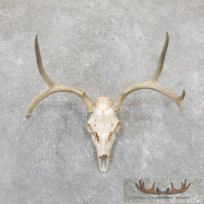 Mule Deer Skull & Antler European Mount
