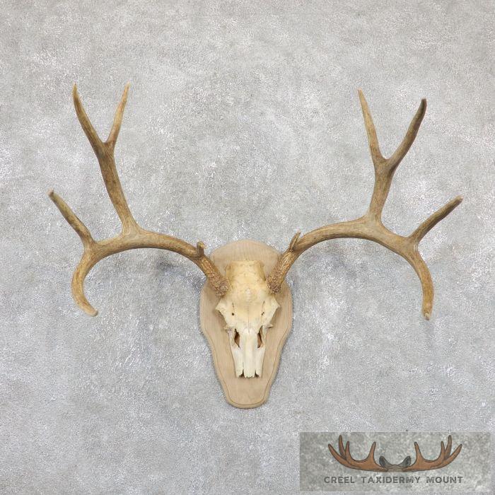 Mule Deer Skull & Antler European Plaque Mount For Sale