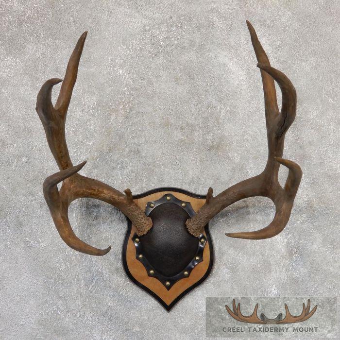 Mule Deer Antler Plaque Taxidermy Mount For Sale