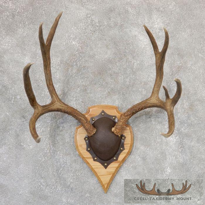 Mule Deer Antler Plaque Taxidermy Mount For Sale