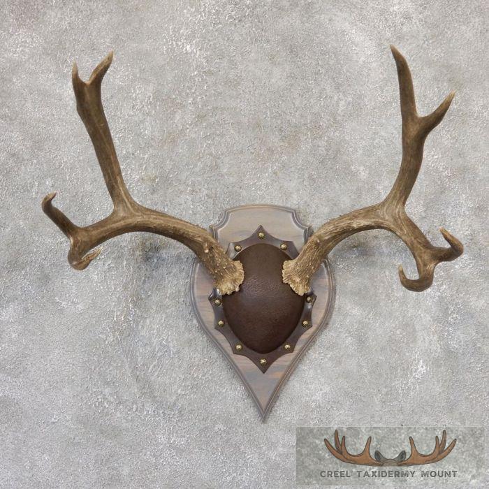 Mule Deer Antler Plaque Taxidermy Mount For Sale