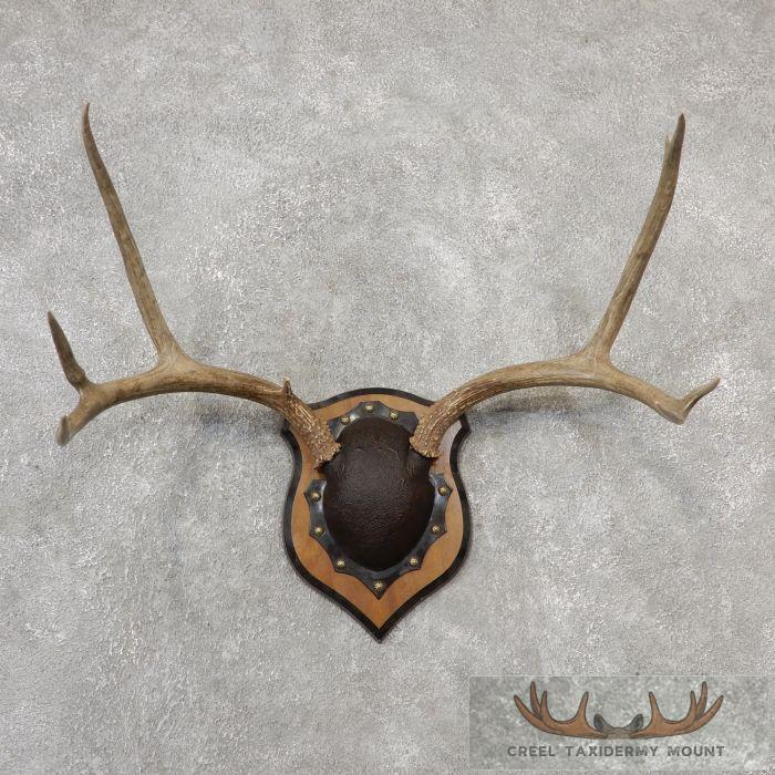 Mule Deer Antler Plaque Taxidermy Mount For Sale