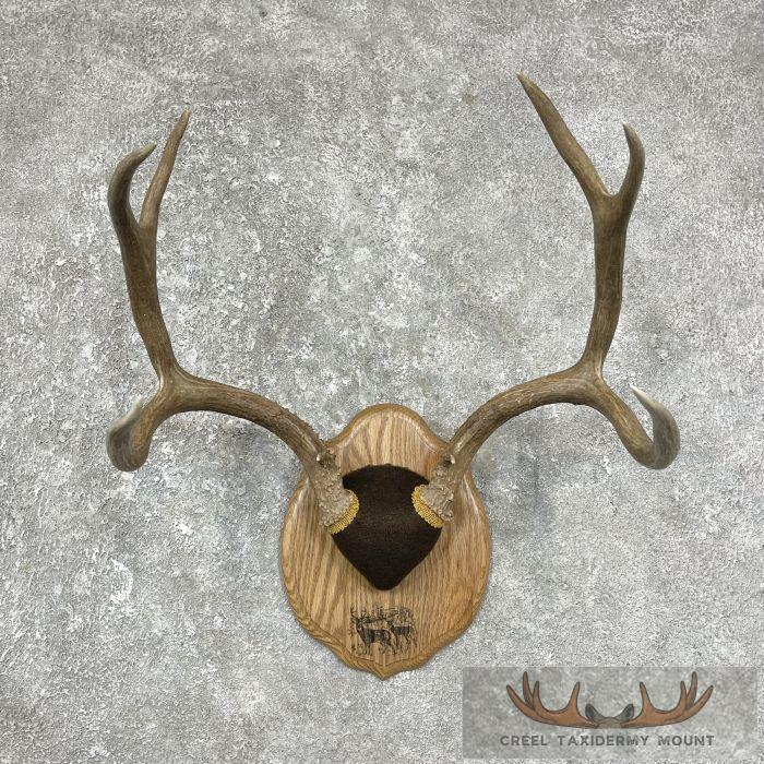 Mule Deer Antler Plaque Taxidermy Mount For Sale