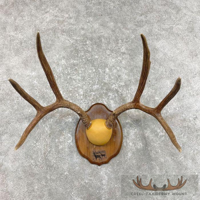 Mule Deer Antler Plaque Taxidermy Mount For Sale