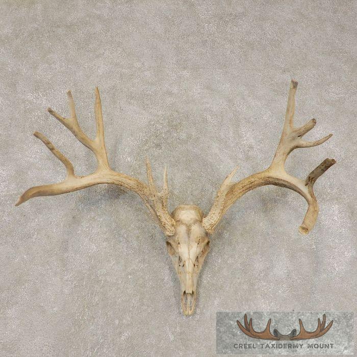 Mule Deer Skull Antler European Mount For Sale