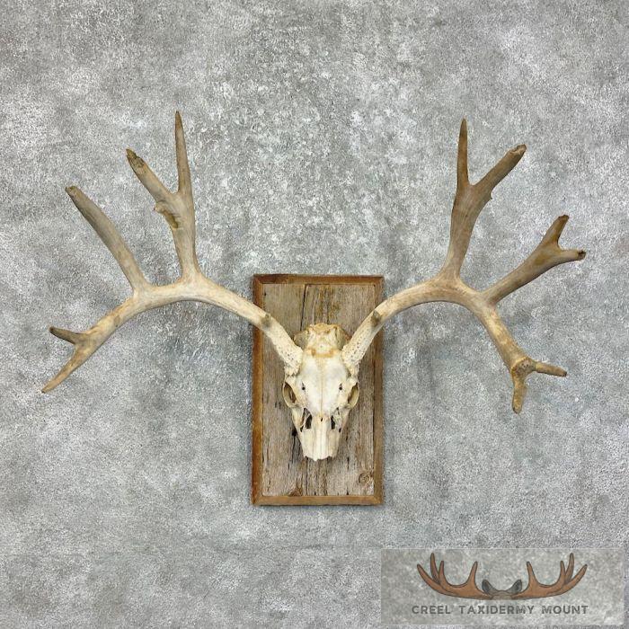 Mule Deer Skull Antler European Mount For Sale
