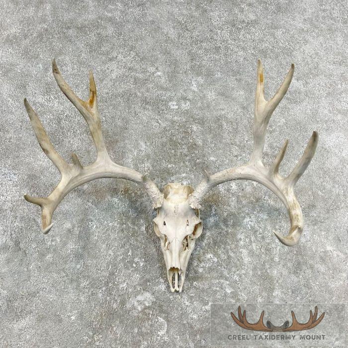 Mule Deer Skull Antler European Mount For Sale
