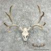 Mule Deer Skull Antler European Mount For Sale
