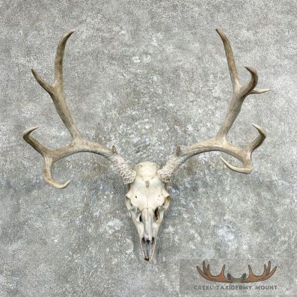 Mule Deer Skull Antler European Mount For Sale