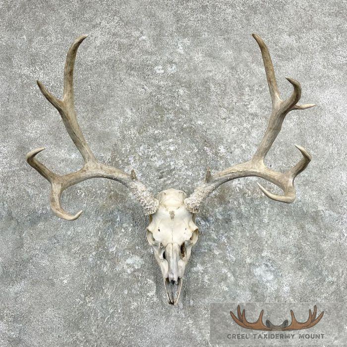 Mule Deer Skull Antler European Mount For Sale