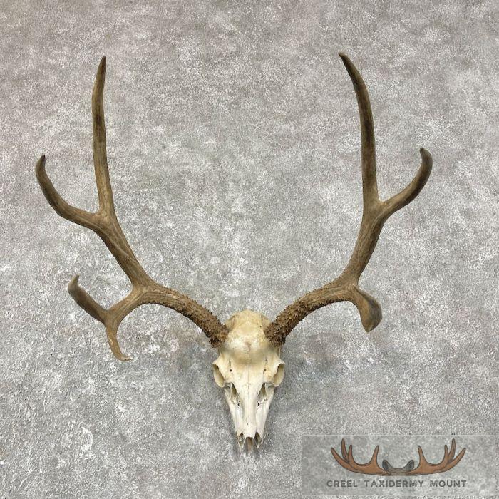 Mule Deer Skull & Antler European Mount For Sale