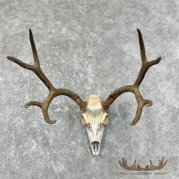 Mule Deer Skull & Antler European Mount For Sale