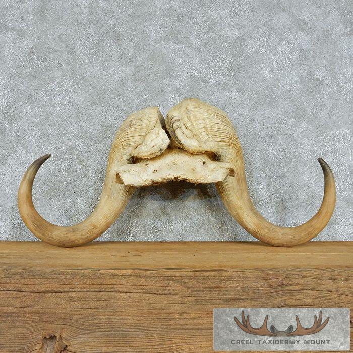North American Muskox Horns