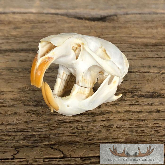 Muskrat Full Skull Mount For Sale