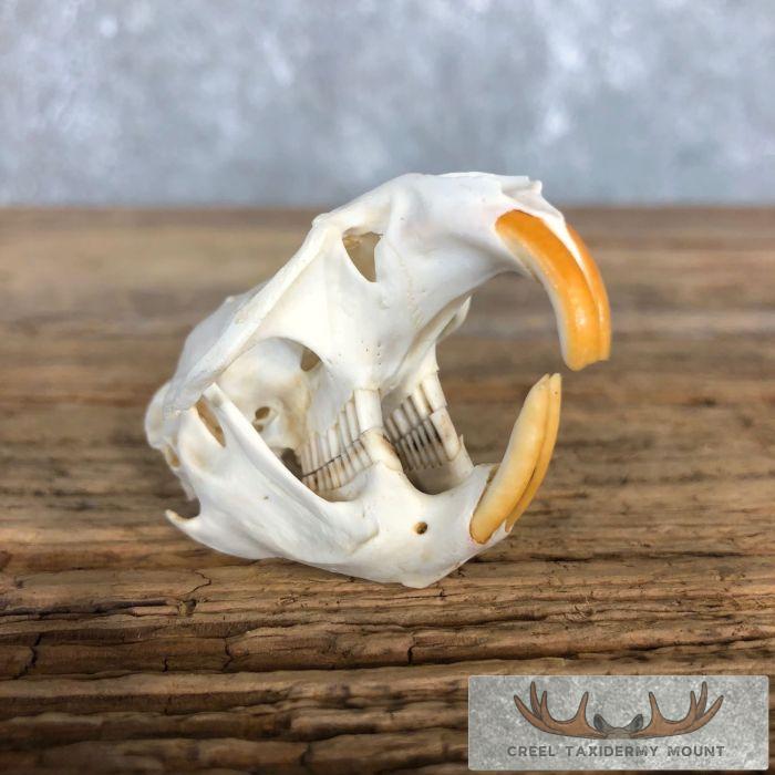 Muskrat Full Skull Mount For Sale