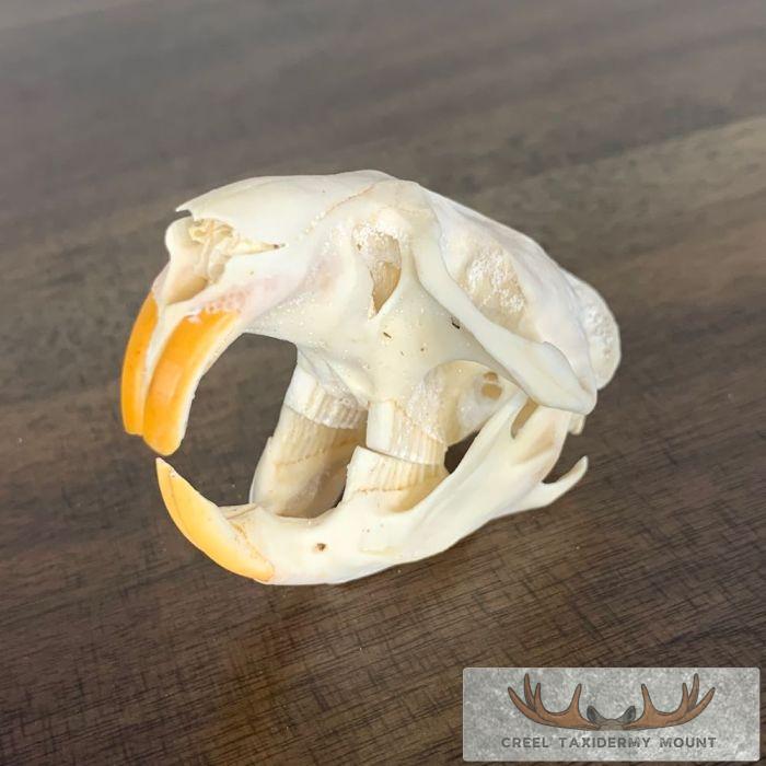 Muskrat Full Skull Mount For Sale