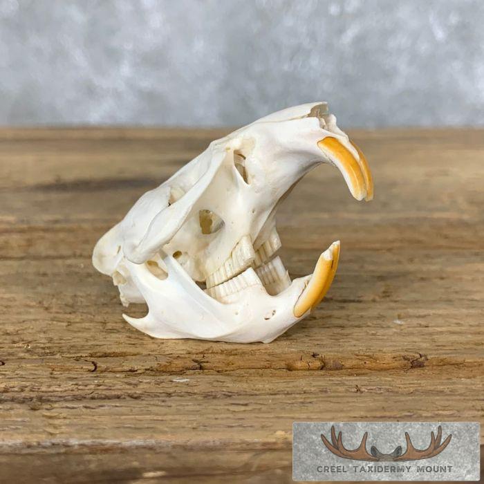 Muskrat Full Skull Mount For Sale