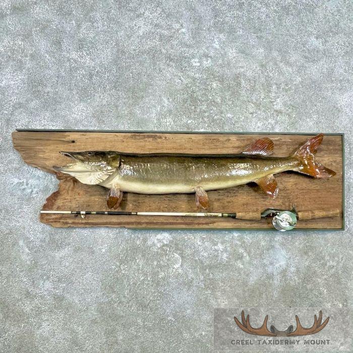Muskellunge Taxidermy Fish Mount For Sale