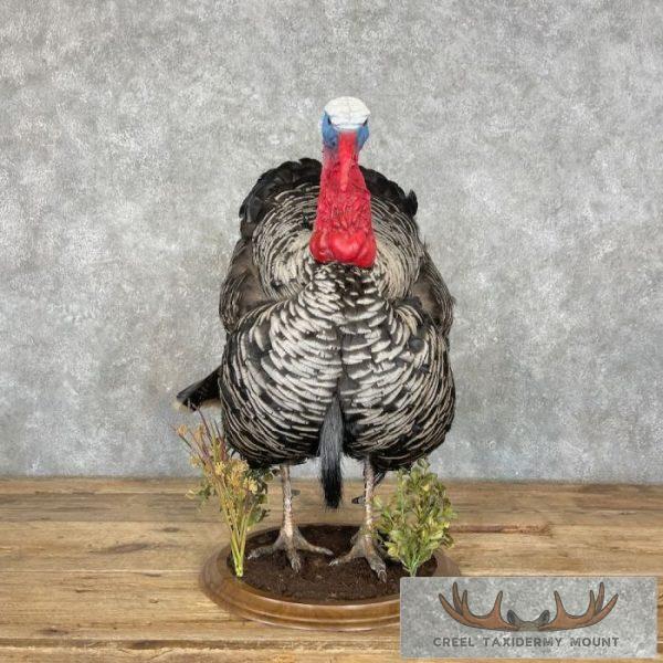 Narragansett Cross Turkey Taxidermy Bird Mount For Sale