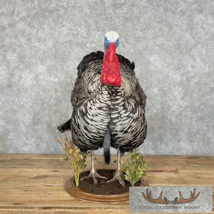 Narragansett Cross Turkey Taxidermy Bird Mount For Sale