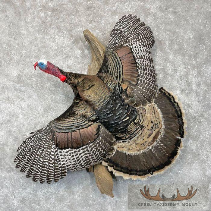 Narragansett Turkey Taxidermy Bird Mount For Sale