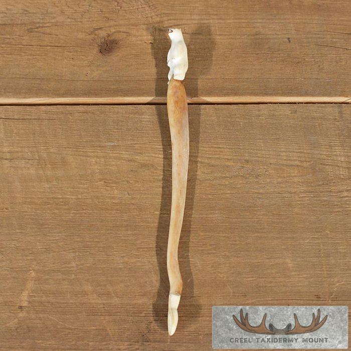 Ivory Oosik Stir Stick For Sale