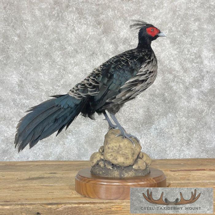 Nepal Kalij Pheasant Taxidermy Bird Mount For Sale
