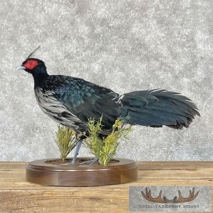 Nepal Kalij Pheasant Taxidermy Bird Mount For Sale