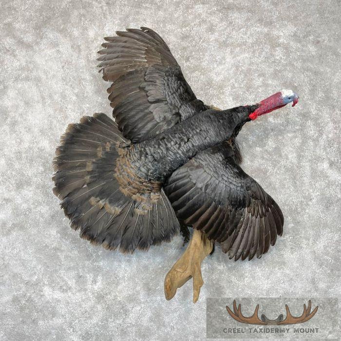 Norfolk Black Turkey Taxidermy Bird Mount For Sale