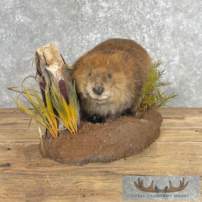 North American Beaver Taxidermy Mount For Sale