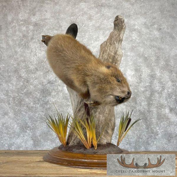 North American Beaver Taxidermy Mount For Sale