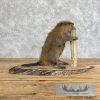 North American Beaver Taxidermy Mount For Sale