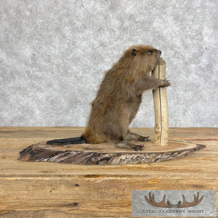 North American Beaver Taxidermy Mount For Sale
