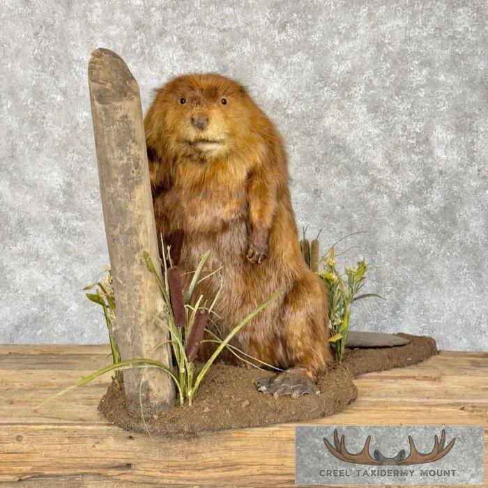 North American Beaver Taxidermy Mount For Sale