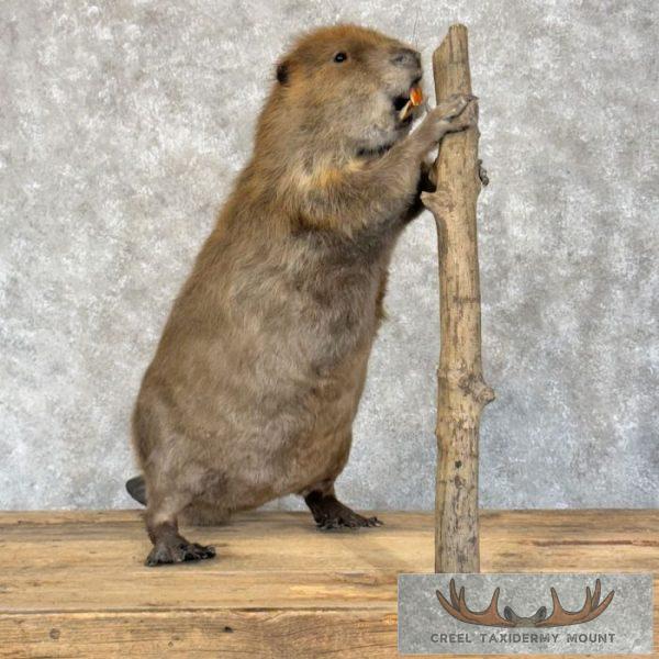 North American Beaver Taxidermy Mount For Sale