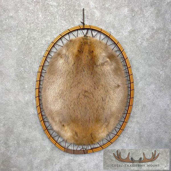 Stretched Beaver Hide For Sale